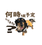 パート003 Happy dog（個別スタンプ：13）