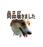 パート003 Happy dog（個別スタンプ：17）