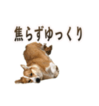 パート003 Happy dog（個別スタンプ：18）