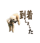 パート003 Happy dog（個別スタンプ：19）