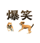 パート003 Happy dog（個別スタンプ：24）