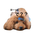 うちの犬と時々絵（個別スタンプ：1）