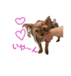 うちの犬と時々絵（個別スタンプ：3）