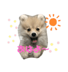 ポメラニアンスタンプ♡（個別スタンプ：1）