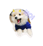 ポメラニアンスタンプ♡（個別スタンプ：13）