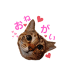 teamしっぽ②（個別スタンプ：1）