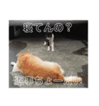 六ノ助（個別スタンプ：15）