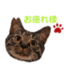 teamしっぽ①（個別スタンプ：1）