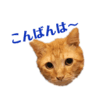 teamしっぽ①（個別スタンプ：7）