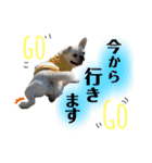 テンちゃんすたんぷ。（個別スタンプ：8）