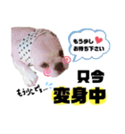テンちゃんすたんぷ。（個別スタンプ：14）