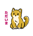 柴犬ぶん（個別スタンプ：12）