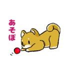 柴犬ぶん（個別スタンプ：13）