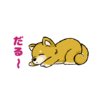 柴犬ぶん（個別スタンプ：15）