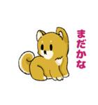 柴犬ぶん（個別スタンプ：16）