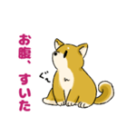 柴犬ぶん（個別スタンプ：29）