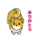 柴犬ぶん（個別スタンプ：30）