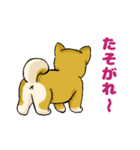 柴犬ぶん（個別スタンプ：36）