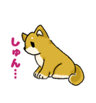 柴犬ぶん（個別スタンプ：37）