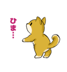 柴犬ぶん（個別スタンプ：39）