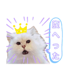 我が家のボス猫（個別スタンプ：1）