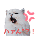 我が家のボス猫（個別スタンプ：2）