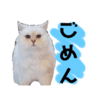 我が家のボス猫（個別スタンプ：5）