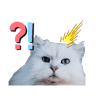 我が家のボス猫（個別スタンプ：7）