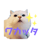 我が家のボス猫（個別スタンプ：8）