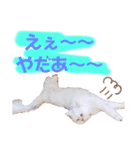 我が家のボス猫（個別スタンプ：11）