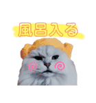 我が家のボス猫（個別スタンプ：13）