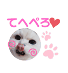 我が家のボス猫（個別スタンプ：14）