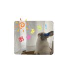 みみぃ生活（個別スタンプ：1）