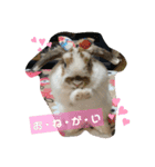 みみぃ生活（個別スタンプ：6）