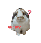 みみぃ生活（個別スタンプ：8）