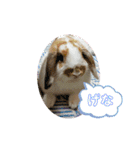 みみぃ生活（個別スタンプ：13）