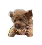絶対的アイドルイッヌ（個別スタンプ：2）