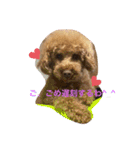 絶対的アイドルイッヌ（個別スタンプ：8）
