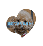 絶対的アイドルイッヌ（個別スタンプ：14）