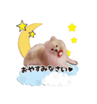 ポメラニアン もものスタンプ（個別スタンプ：2）