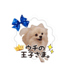 ポメラニアン もものスタンプ（個別スタンプ：3）