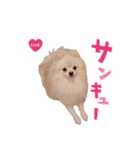ポメラニアン もものスタンプ（個別スタンプ：4）