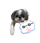 白黒シーズーふわちゃん（個別スタンプ：7）