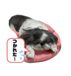 白黒シーズーふわちゃん（個別スタンプ：13）