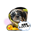 白黒シーズーふわちゃん（個別スタンプ：20）