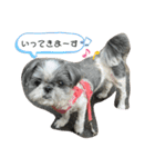 白黒シーズーふわちゃん（個別スタンプ：22）