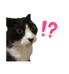 にゃいととはなこ。たまにごうくん（個別スタンプ：3）