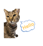 にゃいととはなこ。たまにごうくん（個別スタンプ：5）