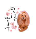グレイシーくん【日常スタンプ】（個別スタンプ：6）