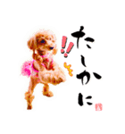 グレイシーくん【日常スタンプ】（個別スタンプ：11）
